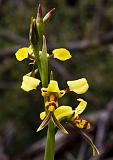 Diuris sulphurea Hornet Orchid1